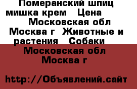 Померанский шпиц мишка крем › Цена ­ 23 000 - Московская обл., Москва г. Животные и растения » Собаки   . Московская обл.,Москва г.